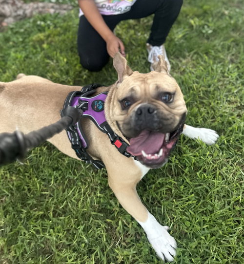 Bailey, an adoptable English Bulldog in ROSEVILLE, CA