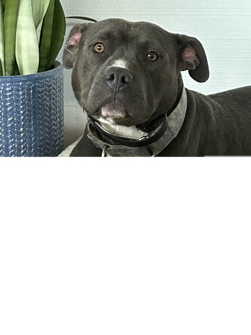 Benny, an adoptable Staffordshire Bull Terrier in ROSEVILLE, CA