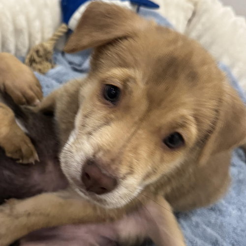 Danny, an adoptable Shepherd in ROSEVILLE, CA