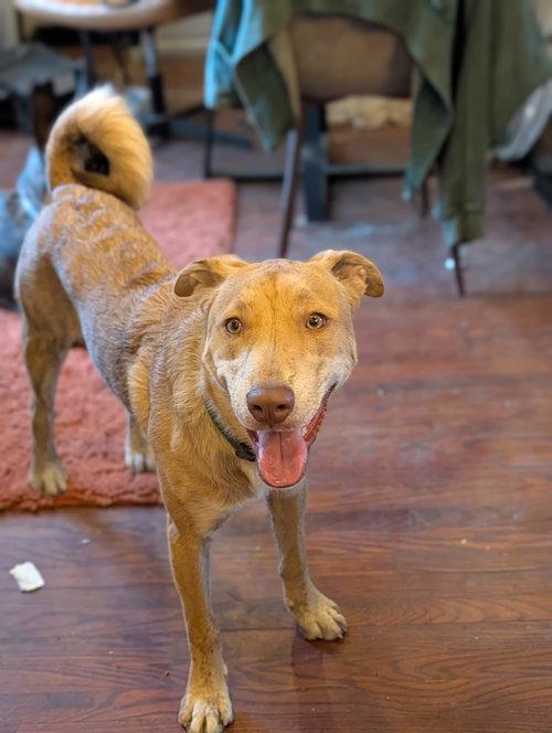 Danny, an adoptable rescue dog