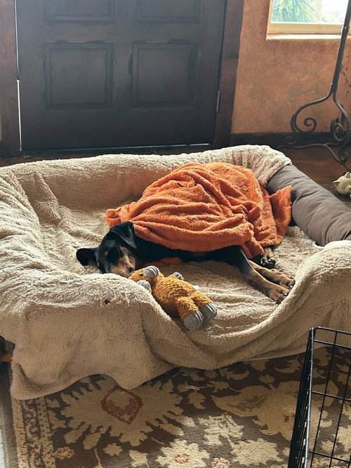 Deni, an adoptable Doberman Pinscher in ROSEVILLE, CA