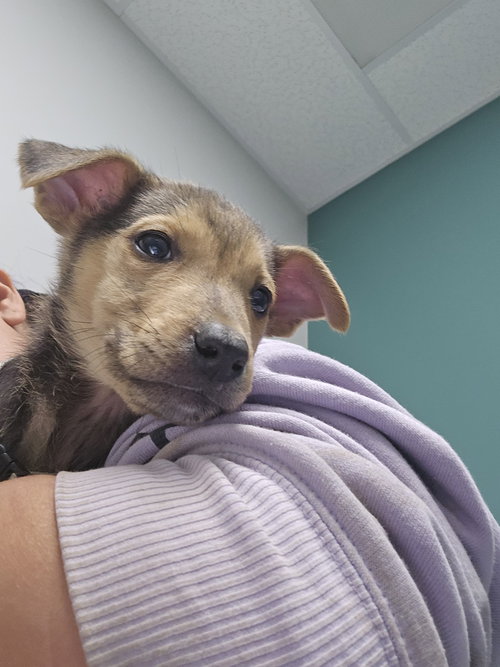 Fern, an adoptable Shepherd in ROSEVILLE, CA