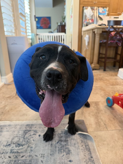 Forest, an adoptable Pit Bull Terrier in ROSEVILLE, CA