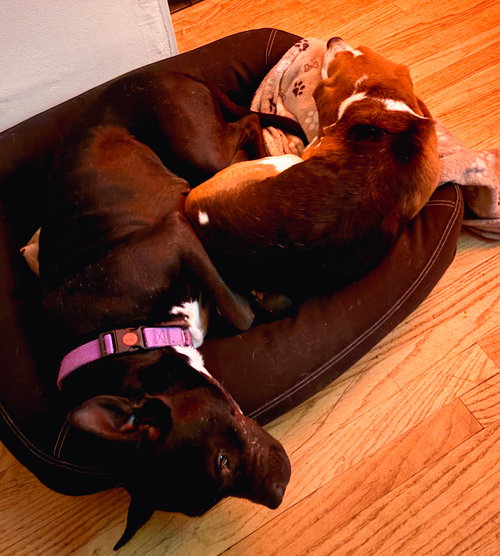 Gigi, an adoptable Pit Bull Terrier in ROSEVILLE, CA