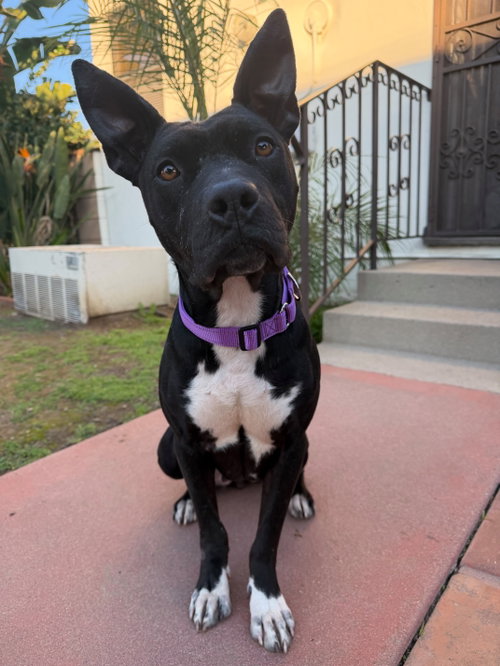 Gigi, an adoptable Pit Bull Terrier in ROSEVILLE, CA