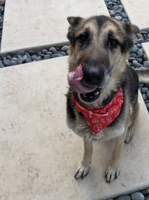 Paul, an adoptable German Shepherd Dog in ROSEVILLE, CA