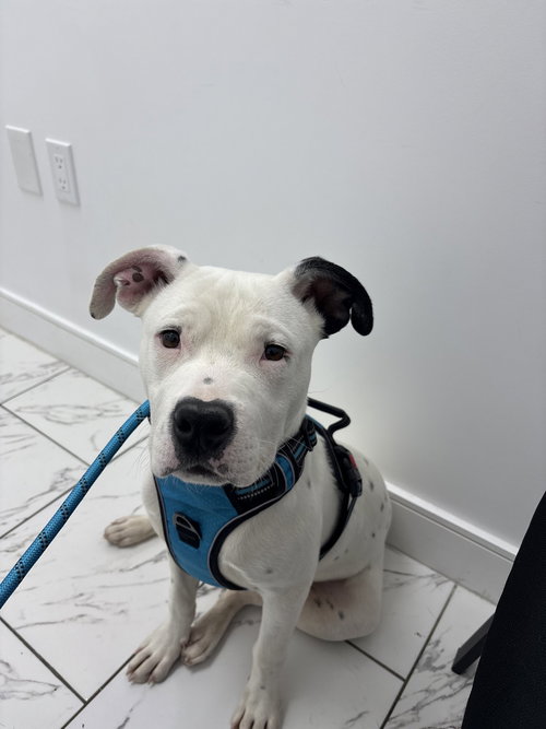 Domino, an adoptable Pit Bull Terrier in ROSEVILLE, CA