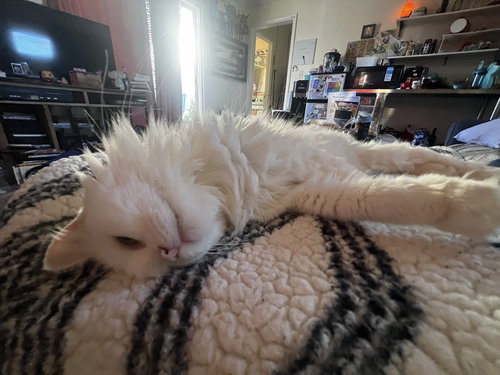 Delilah, an adoptable Domestic Long Hair in ROSEVILLE, CA