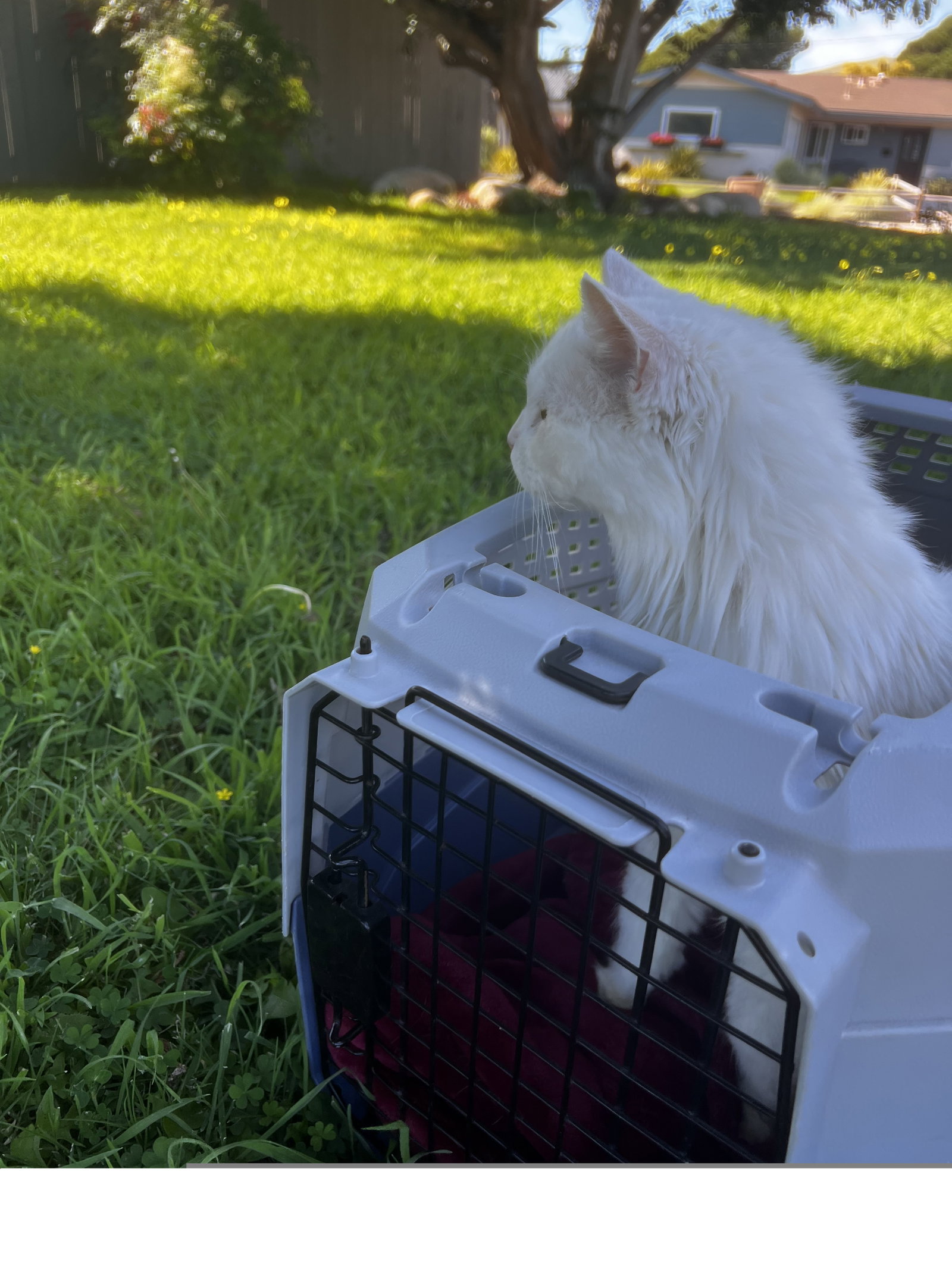 Delilah, photo 3