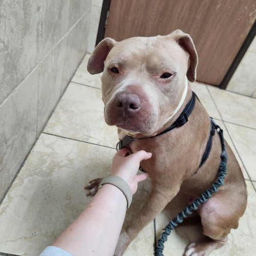 Jade, an adoptable Pit Bull Terrier in ROSEVILLE, CA