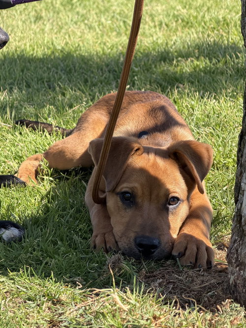 Sam, an adoptable Labrador Retriever in ROSEVILLE, CA