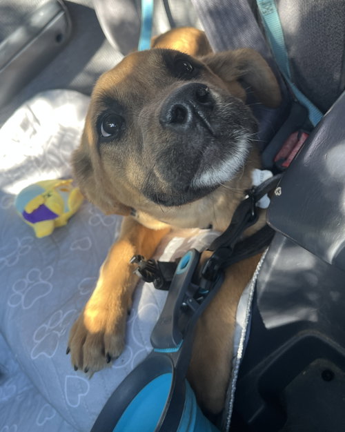 Eddie Money, an adoptable German Shepherd Dog in ROSEVILLE, CA