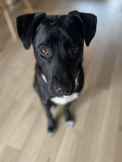 Gamora, an adoptable Pit Bull Terrier in ROSEVILLE, CA
