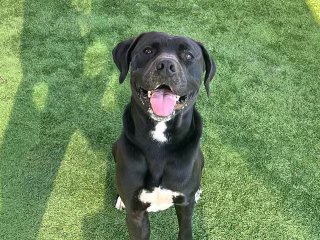 Parker, an adoptable Great Dane in ROSEVILLE, CA