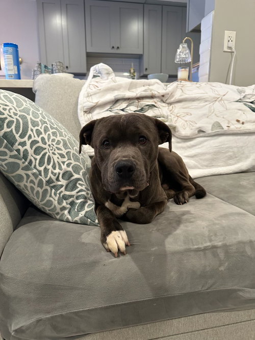 Petey, an adoptable Pit Bull Terrier in ROSEVILLE, CA