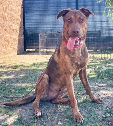 Robotnik, an adoptable Labrador Retriever in ROSEVILLE, CA