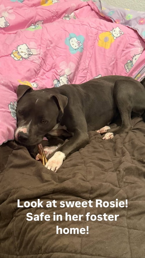 Rosie, an adoptable Terrier in ROSEVILLE, CA