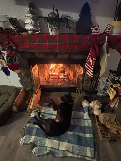 Sleepy, an adoptable Pit Bull Terrier in ROSEVILLE, CA