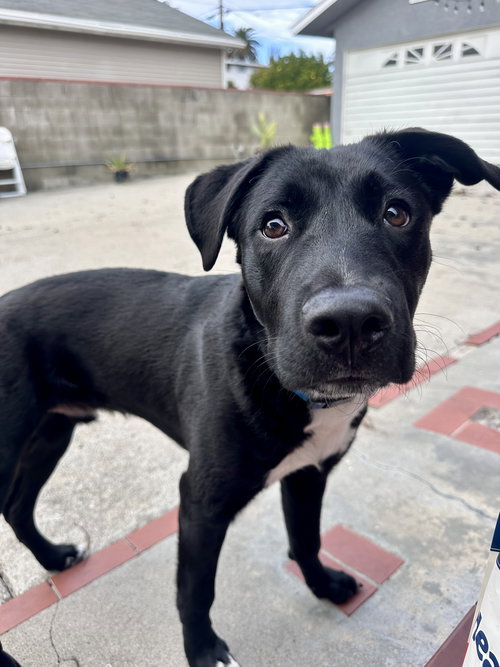 Pluto, an adoptable Black Labrador Retriever in ROSEVILLE, CA