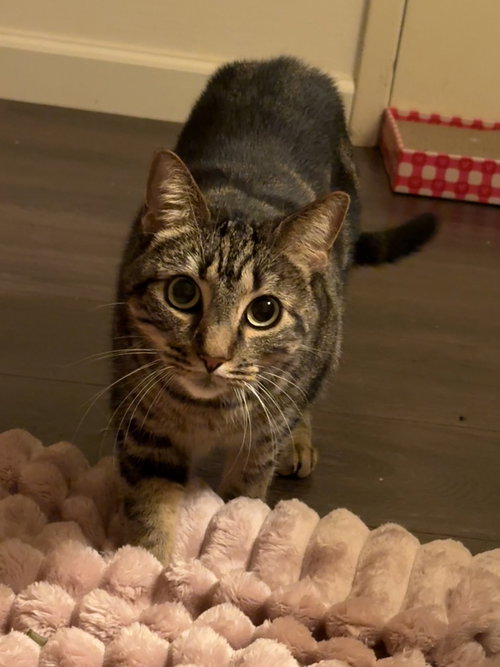 Elsie, an adoptable Domestic Short Hair in ROSEVILLE, CA