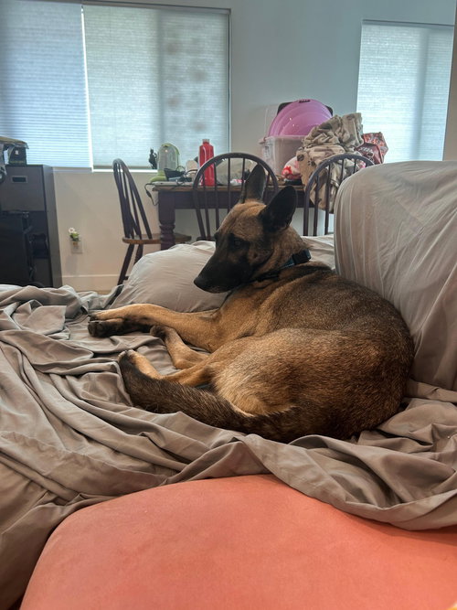 Sango, an adoptable Belgian Shepherd Malinois in ROSEVILLE, CA