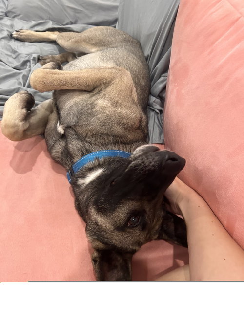Honey Roo, photo 2