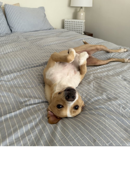 Milo, an adoptable Collie in ROSEVILLE, CA