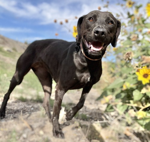 Miracle, an adoptable Terrier in ROSEVILLE, CA