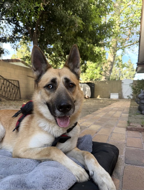 Miles, an adoptable German Shepherd Dog in ROSEVILLE, CA