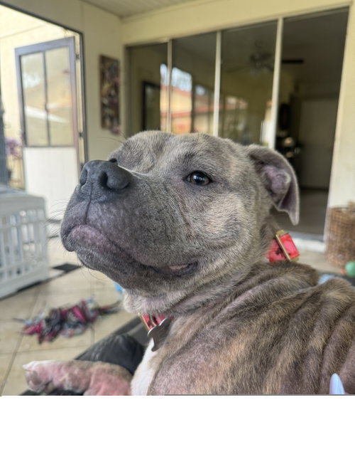 Leia, an adoptable Pit Bull Terrier in ROSEVILLE, CA