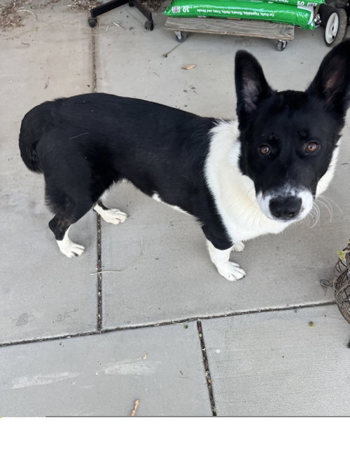 Oso, an adoptable German Shepherd Dog in ROSEVILLE, CA
