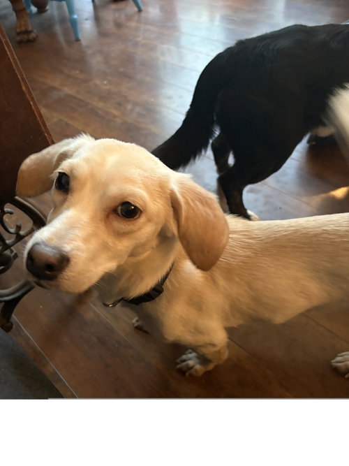 Conan, an adoptable Chihuahua in ROSEVILLE, CA