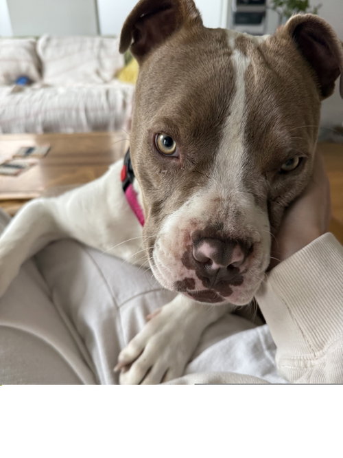 Juliet, an adoptable Pit Bull Terrier in ROSEVILLE, CA
