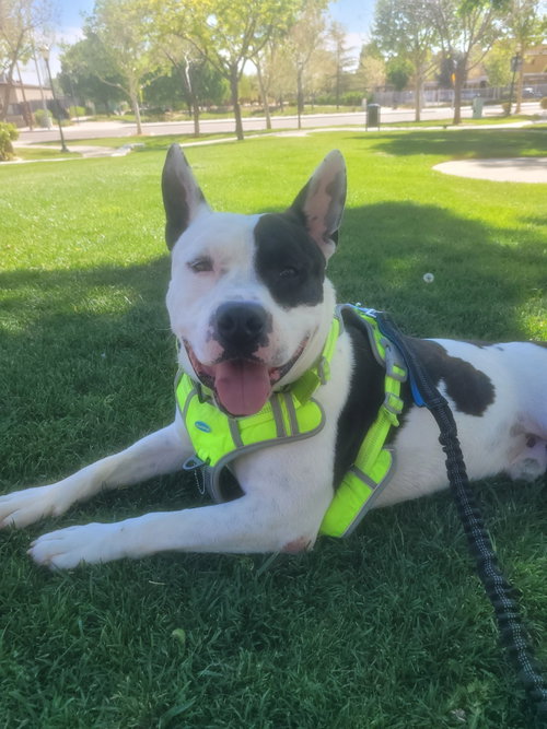 Mike, an adoptable Pit Bull Terrier in ROSEVILLE, CA