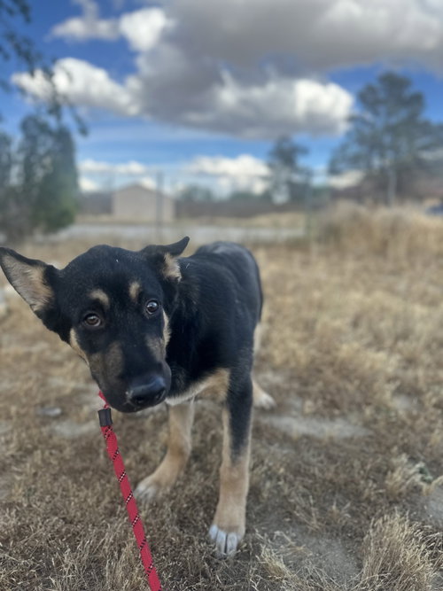 Mitch, an adoptable German Shepherd Dog in ROSEVILLE, CA