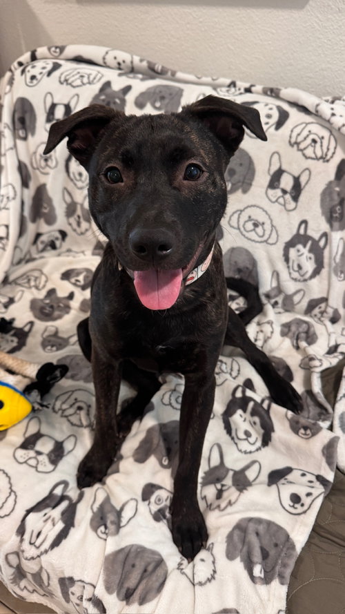 Finn, an adoptable Pit Bull Terrier in ROSEVILLE, CA