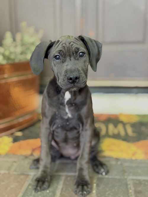 Dahlia, an adoptable American Pit Bull Terrier in ROSEVILLE, CA