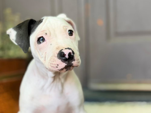 Darla, an adoptable American Pit Bull Terrier in ROSEVILLE, CA