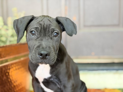 Davey, an adoptable American Pit Bull Terrier in ROSEVILLE, CA