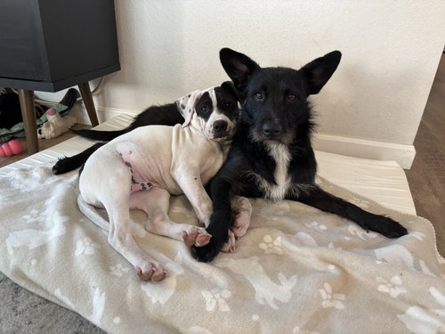 Denver, an adoptable American Pit Bull Terrier in ROSEVILLE, CA