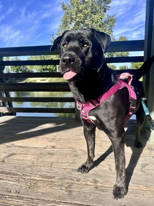 Murphy, an adoptable Labrador Retriever in ROSEVILLE, CA
