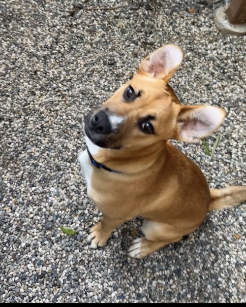 Timmy, an adoptable Boxer in ROSEVILLE, CA