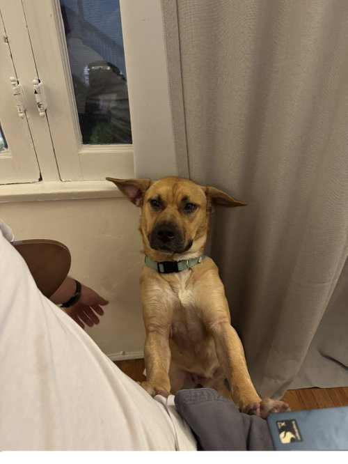 River, a dog for adoption from Three Eye Blind Animal Rescue