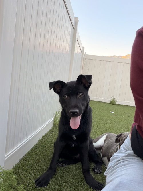 Winchester, an adoptable Labrador Retriever in ROSEVILLE, CA