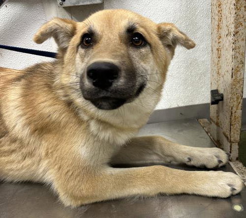 Roxie, an adoptable German Shepherd Dog in ROSEVILLE, CA