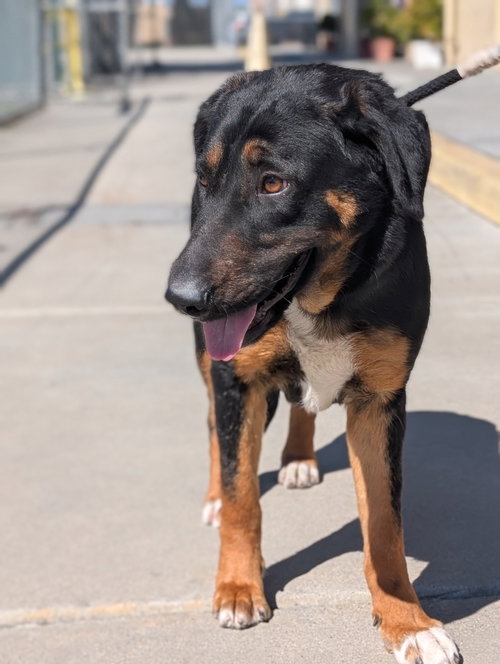Scarlet, an adoptable German Shepherd Dog in ROSEVILLE, CA