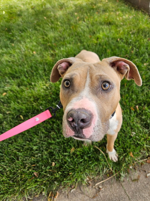 Tibby, an adoptable Pit Bull Terrier in ROSEVILLE, CA