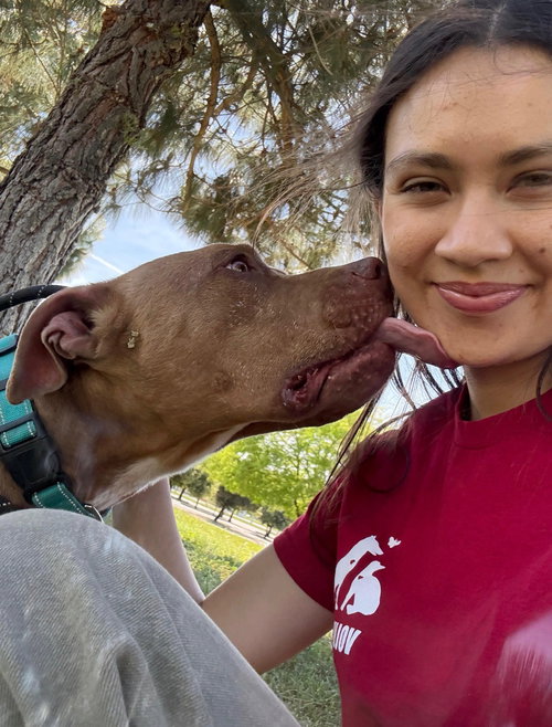 Rusty, an adoptable Pit Bull Terrier in ROSEVILLE, CA
