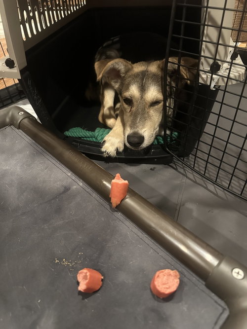 Ripp, an adoptable Shepherd in ROSEVILLE, CA