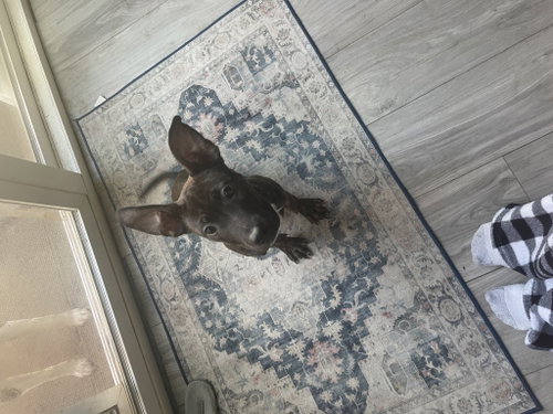 Lilith, an adoptable American Pit Bull Terrier in ROSEVILLE, CA